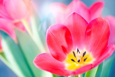 Bulanık bir arkaplanda pembe bir lalenin yakın plan resmi ve mesaj için yer. Şirin pembe laleler, bahar pembe çiçekleri.