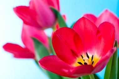 Mavi arka planda kırmızı bir laleye yakın plan. Tatlı kırmızı laleler, bahar kırmızı çiçekleri.