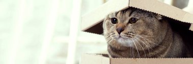 The cat looks out of a cardboard box with a lid. Pet as a gift. Scottish fold brown cat and cardboard box.