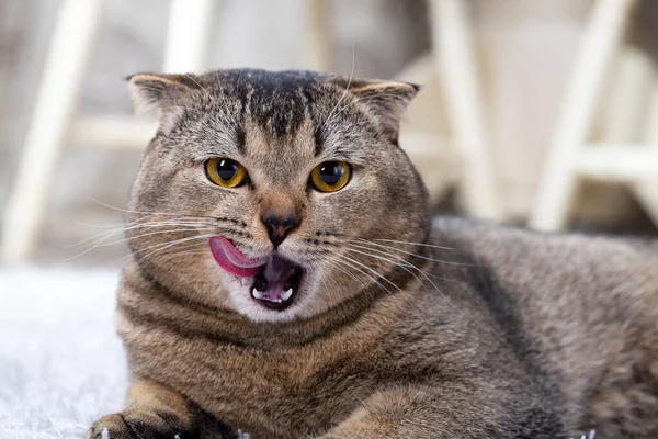 A beautiful well-groomed cat licks his lips. Scottish fold brown cat sticks out tongue and licks lips.