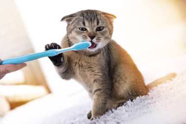 İngiliz kedi yavrusu ve diş fırçası. Kedi dişlerini fırçalıyor..