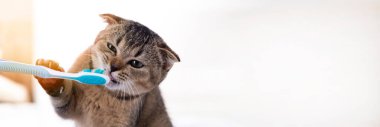 İngiliz kedi yavrusu ve diş fırçası. Kedi dişlerini fırçalıyor..