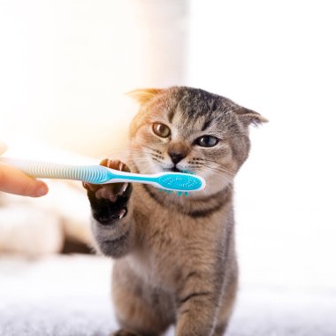 İngiliz kedi yavrusu ve diş fırçası. Kedi dişlerini fırçalıyor..