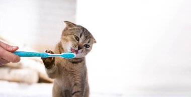 İngiliz kedi yavrusu ve diş fırçası. Kedi dişlerini fırçalıyor..