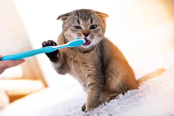 British Kitten Toothbrush Cat Brushing His Teeth — Stock Photo, Image