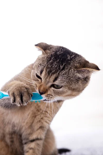 Βρετανικό Γατάκι Και Οδοντόβουρτσα Γάτα Βουρτσίζει Δόντια Του — Φωτογραφία Αρχείου