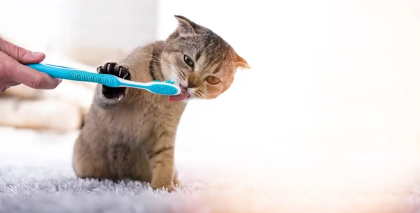 Brittisk Kattunge Och Tandborste Katten Borstar Tänderna — Stockfoto