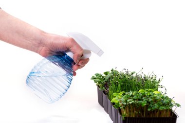 Mikroyeşillikleri sulayan spreyli bir kadın eli. Sağlıklı yaşam tarzı ve bahçe işleri kavramı.