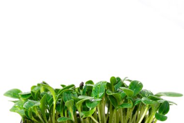 Beyaz arka planda ay çiçeği filizleri, yazı için bir yer, beyaz arkaplanda mikro yeşillikler.