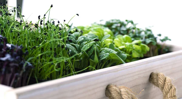 Gemengde micro-greens in kweekbakken in een witte houten doos. Microgreens van uien, basilicum en radijs, we kweken microgreens — Stockfoto