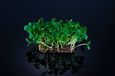 Siyah arka planda izole edilmiş ayçiçeği tohumları. Sağlık yardımları için mikroyeşiller