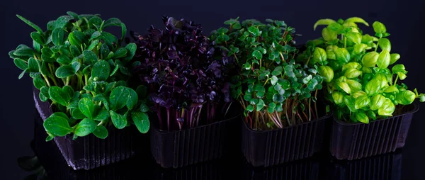 Semillas germinadas mixtas aisladas sobre fondo negro. Microgreens de guisantes, albahaca y rábanos — Foto de Stock