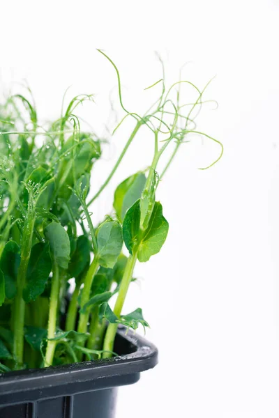 Milieuvriendelijk eten. Erwten microgreens close-up — Stockfoto