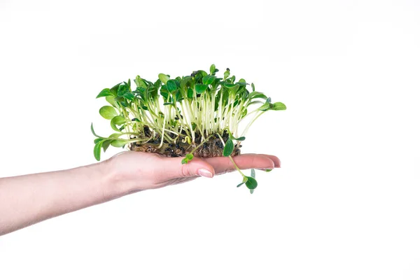 Cultivando Microgreens Casa Mano Sostiene Brotes Girasol Sobre Fondo Blanco — Foto de Stock