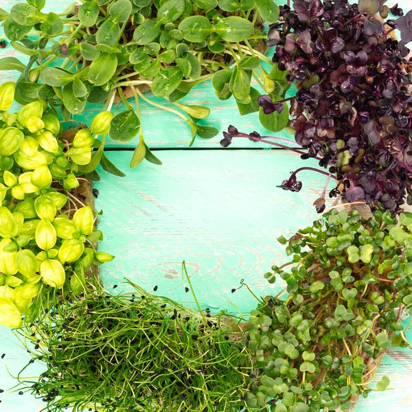 Micro greens van radijs, ui, zonnebloem en basilicum op een oude houten vintage tafel. Gezond, biologisch voedsel. Thuis microgreens kweken — Stockfoto