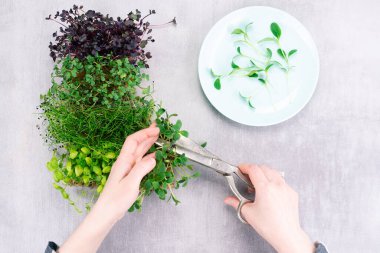 Kadın mikro-yeşillikleri makasla keser ve lahanaları bir tabağa koyar. Mikro yeşil karışım, evde yetişiyor..