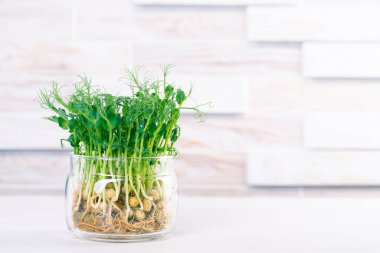 Mutfak masasında taze mikroçerezler. Mutfakta cam bir kavanozda bezelye filizi. Sağlıklı, organik yiyecekler. Evde mikro yeşiller yetişiyor..
