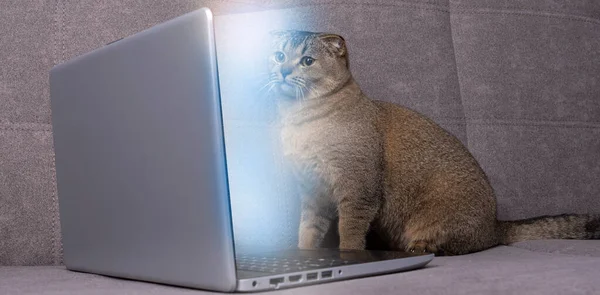 Scottish Fold Cat Looks Laptop Couch Room — Stock Photo, Image