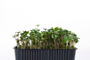 Beyaz arka planda yeşil turp mikroçerezleri. Mesaj için yer var. Evde tohum filizlendiriyorlar. Vejetaryen ve sağlıklı gıda konsepti. Yüksek kaliteli organik bitki tohumlarından elde edilen turp filizleri..