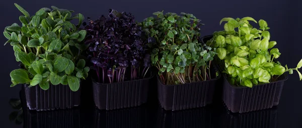 Microgreens Girasol Rábano Púrpura Albahaca Bandejas Plástico Sobre Fondo Negro — Foto de Stock