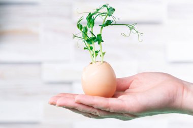 Mikro yeşil bezelyeler yumurta kabuklarında yetişir. Kadın elinde mikroçimler.
