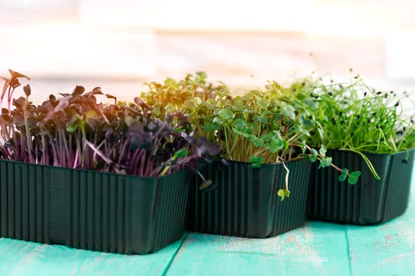 Three Containers Micro Greens Radish Onion Sprouts Kitchen Surface — Stockfoto