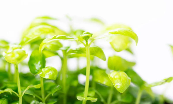 Microgreens Van Gekiemde Basilicumzaden Een Lichte Achtergrond Verse Bladeren Zaailingen — Stockfoto