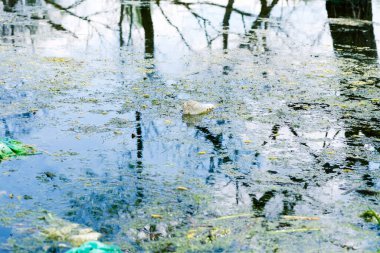 Tek kullanımlık plastik bir şişe nehre atıldı. Doğanın kirliliği. Su kirliliği. Çevre koruması.