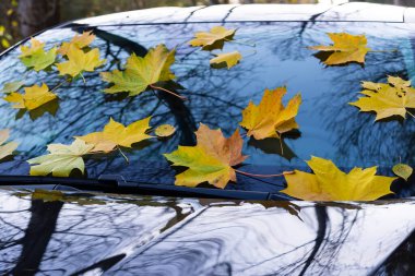 Sarı sonbahar akçaağaç yaprakları güzel bir parktaki siyah bir arabanın ön camında yatıyor.