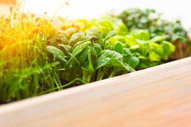 Beyaz ahşap bir kutuda mikro sebze yetiştirme tepsisi. Mikroyeşillik soğan, fesleğen ve turp, mikroçerez yetiştiriyoruz. Mikro sebze teslimatı..