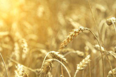 Buğday tarlası. Altın buğday kulakları yakında. Güzel Doğa Günbatımı Manzarası. Parlayan Güneş Işığı Altında Kırsal Manzara. Olgunlaşan çayırlık buğday tarlalarının arka planı. Zengin hasat kavramı.