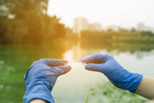 Gloved hands hold a glass slide with a drop of water. Sampling from open water. Scientist or biologist takes a water sample.