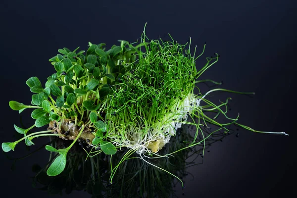 Siyah arka planda mikroçicek ve soğan yakın plan