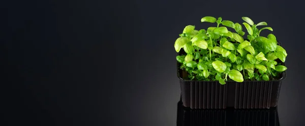 Microgreens de albahaca en un recipiente en crecimiento sobre un fondo negro primer plano con un lugar para el texto — Foto de Stock