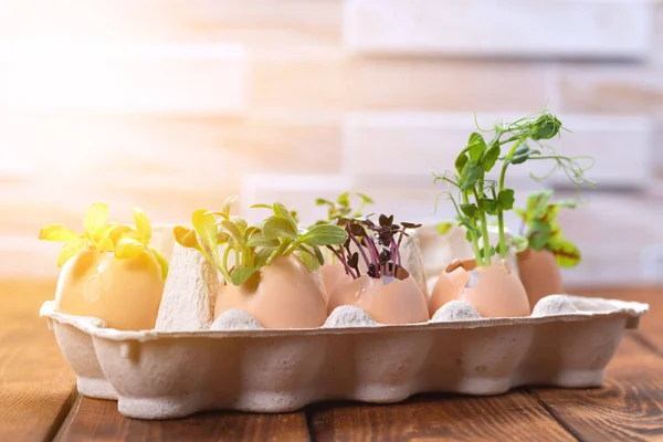 Germes microverts dans des coquilles d'oeuf dans un plateau en carton. Décorations de Pâques. Œuf de Pâques. Nature morte rurale élégante. Concept zéro déchet — Photo