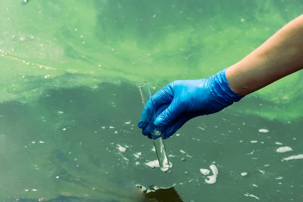 Una mano guantata porta l'acqua in una provetta da un serbatoio cittadino. Acque reflue urbane. Campionamento in mare aperto. Scienziato o biologo prende un campione di acqua in una provetta — Foto Stock