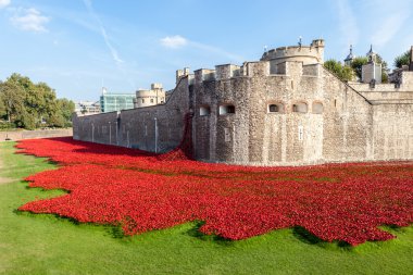 Londra Kulesi 'nde gelincikler
