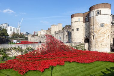 Londra Kulesi 'nde gelincikler