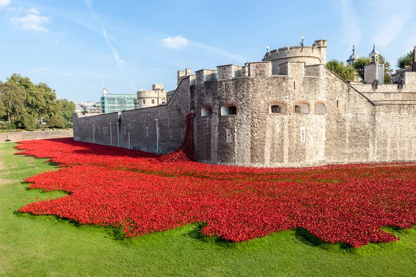 Mohn auf dem Tower of London Stockbild