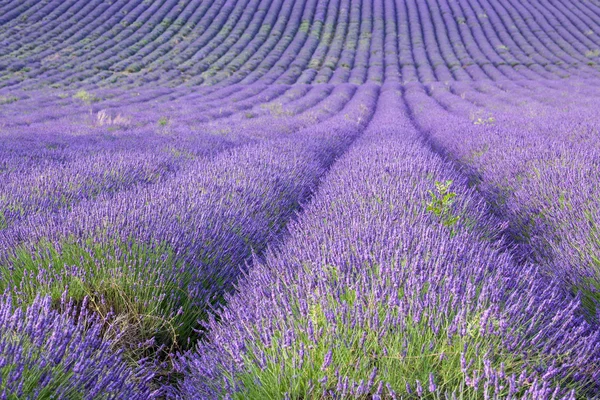 Reihen duftenden Lavendels auf einem Feld Stockbild