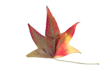 Autumnal colour change in a maple leaf clipart