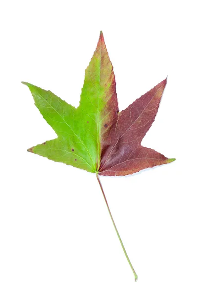 Φθινοπωρινό χρώμα αλλαγή σε ένα φύλλο σφενδάμνου — Φωτογραφία Αρχείου