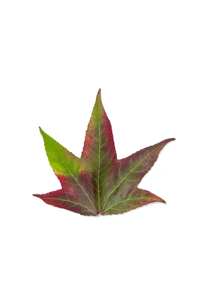 Autumnal colour change in a maple leaf — Stock Photo, Image