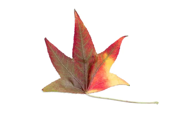 Herbstlicher Farbwechsel in einem Ahornblatt Stockbild