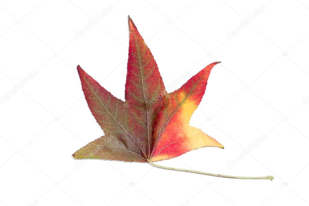 Autumnal colour change in a maple leaf