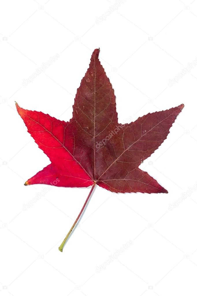 Autumnal colour change in a maple leaf