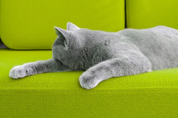 Cat napping Royalty Free Stock Photos