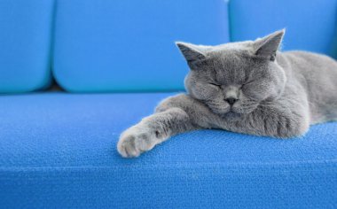 Cat nap. clipart