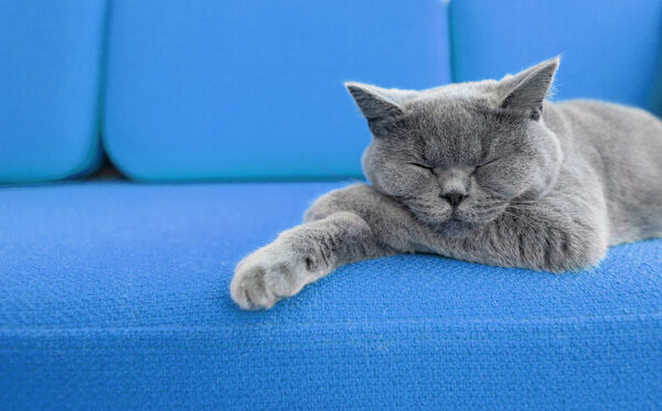 Cat nap.