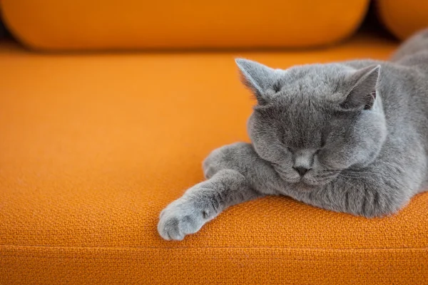 Cat napping Stock Photo